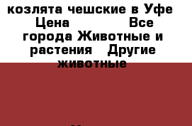 козлята чешские в Уфе › Цена ­ 15 000 - Все города Животные и растения » Другие животные   . Ханты-Мансийский,Белоярский г.